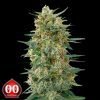 Gorilla Fast - 00 Seeds