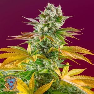 Gorilla Girl Fast Version - Sweet Seeds