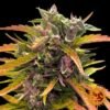 Gorilla Glue Auto - Barney's Farm