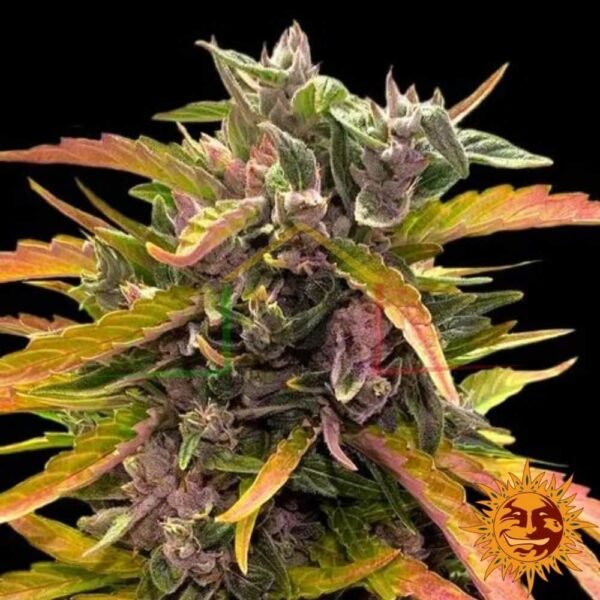 Gorilla Glue Auto - Barney's Farm