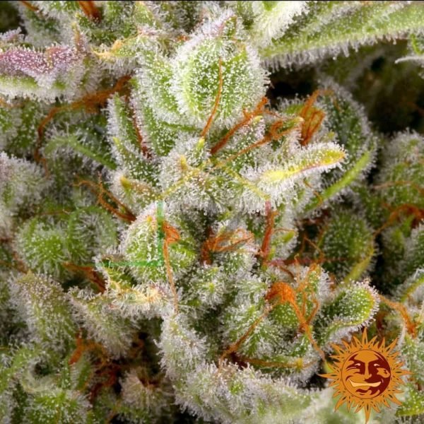 Gorilla Zkittlez Auto - Barney's Farm