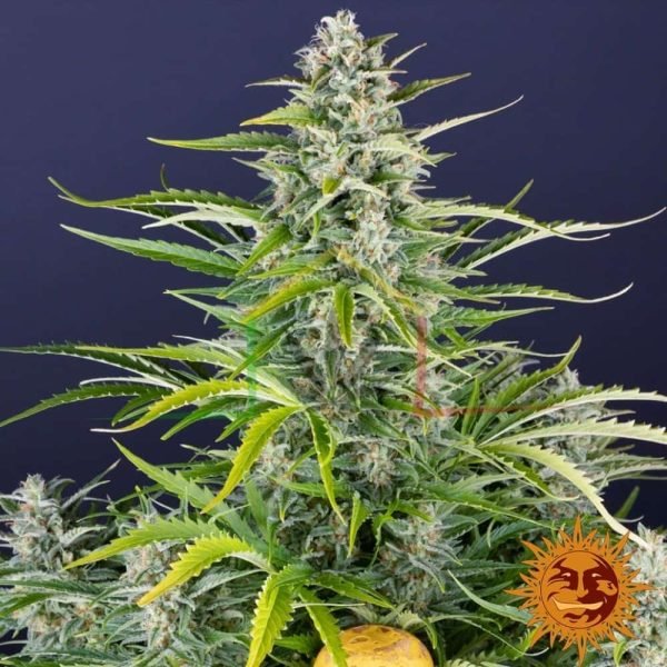 Gorilla Zkittlez Auto - Barney's Farm