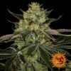 Gorilla Zkittlez - Barney's Farm