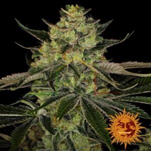 Gorilla Zkittlez - Barney's Farm