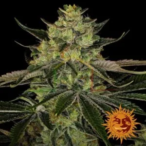Gorilla Zkittlez - Barney's Farm