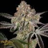 Great White Shark - Green House Seeds