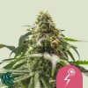 Green Crack Punch - Royal Queen Seeds