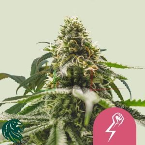 Green Crack Punch - Royal Queen Seeds
