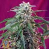 Green Poison Auto de Sweet Seeds