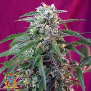 Green Poison Auto - Sweet Seeds