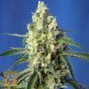 Green Poison CBD - Sweet Seeds