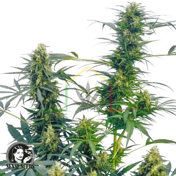 Guerrilla's Gusto regular - Sensi Seeds