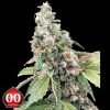 Harlequin CBD - 00 Seeds