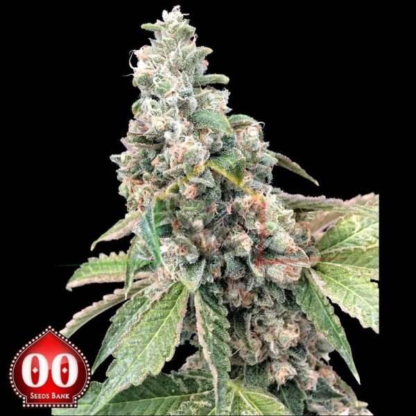 Harlequin CBD - 00 Seeds