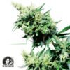 Hash Plant regular - Sensi Seeds