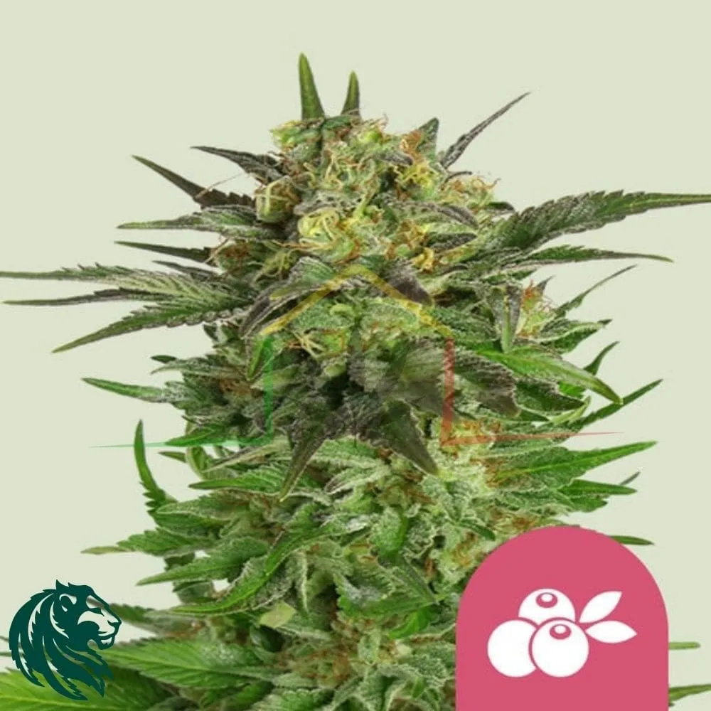 Haze Berry - Royal Queen Seeds