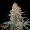 HighCloudZ - Green House Seeds