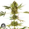 Himalayan CBD - Sensi Seeds