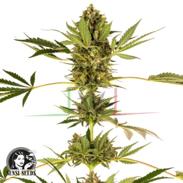 Himalayan CBD - Sensi Seeds