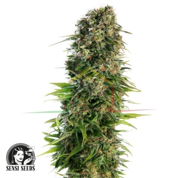 Hindu Kush Automatic - Sensi Seeds