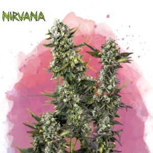 Hindú Kush - Nirvana Seeds