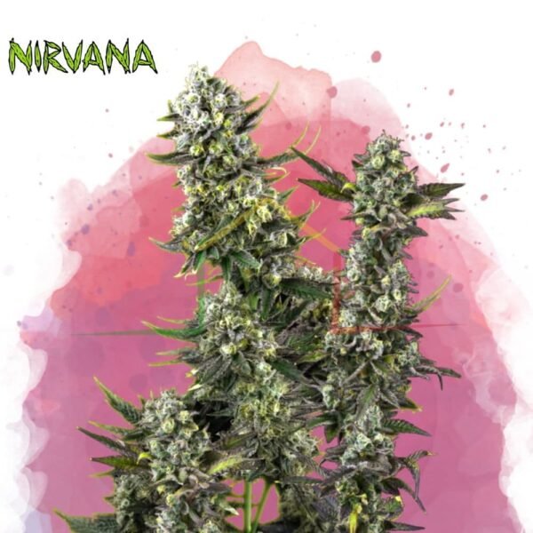 Hindú Kush - Nirvana Seeds