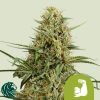 HulkBerry Automatic - Royal Queen Seeds