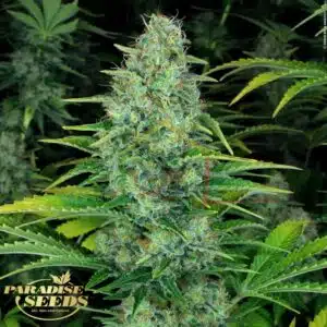 Ice Cream - Paradise Seeds