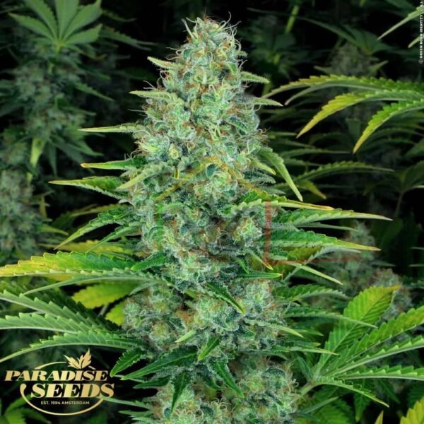 Ice Cream - Paradise Seeds