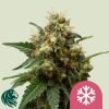 Ice - Royal Queen Seeds