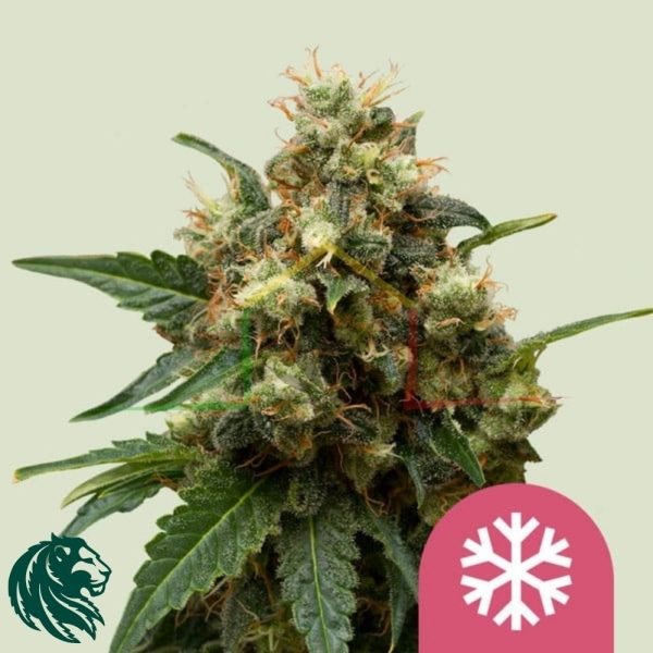 Ice - Royal Queen Seeds