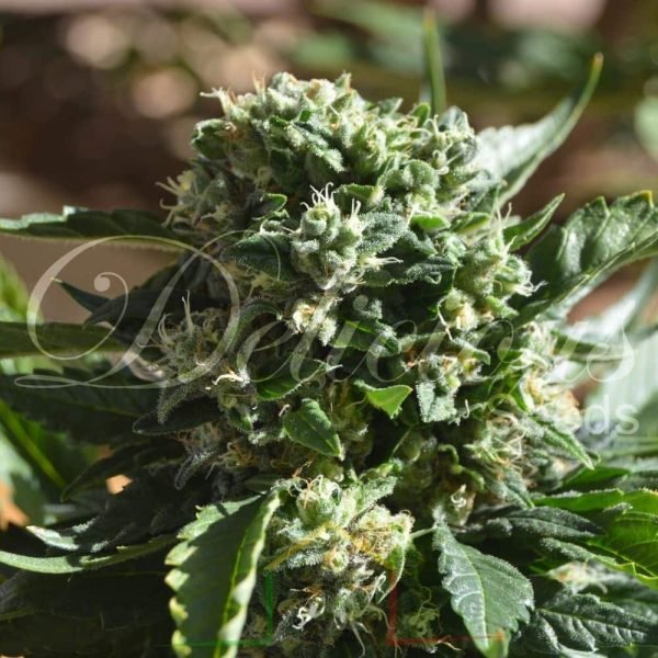 Il Diavolo Auto De Delicious Seeds