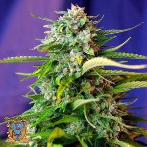 NYC Diesel Auto - Sweet Seeds