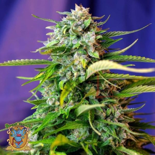 NYC Diesel Auto - Sweet Seeds