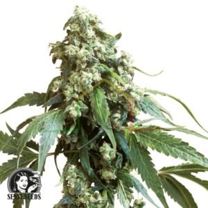 Jack Flash #5 - Sensi Seeds
