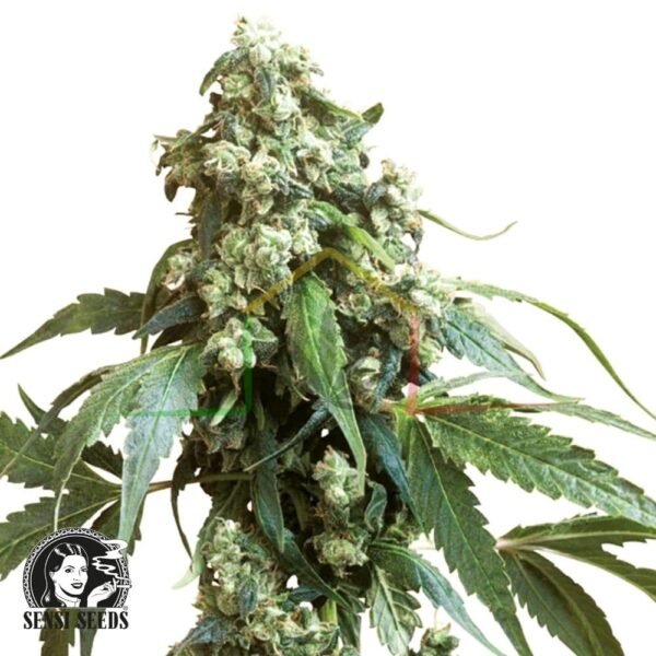 Jack Flash regular - Sensi Seeds