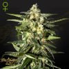 Jack Herer Auto - Green House