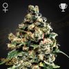 Jack Herer - Green House Seeds