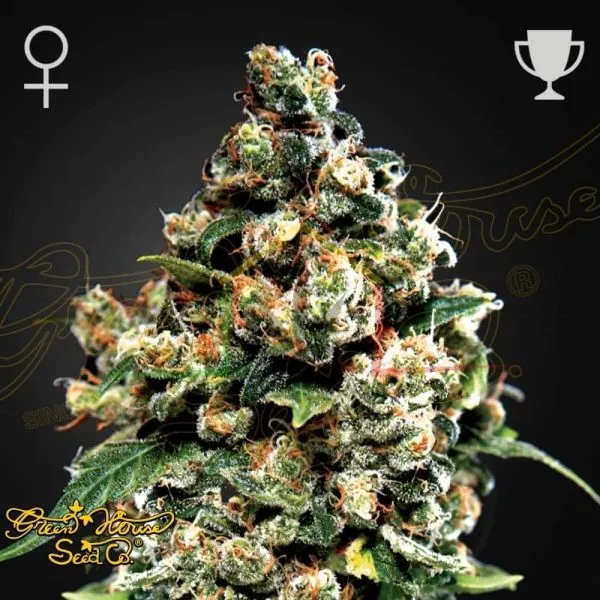 Jack Herer de Green House Seeds