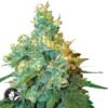 Jack Herer regular - Sensi Seeds