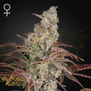 Jack's Dream - Green House Seeds