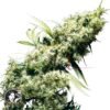 Jamaican Pearl - Sensi Seeds