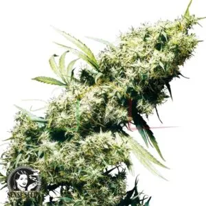 Jamaican Pearl - Sensi Seeds