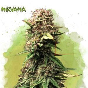 Jock Horror - Nirvana Seeds