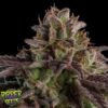 K-Mintz - Ripper Seeds