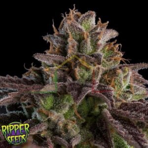K-Mintz - Ripper Seeds