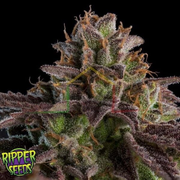 K-Mintz - Ripper Seeds