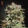 Kalashnikova - Green House Seeds