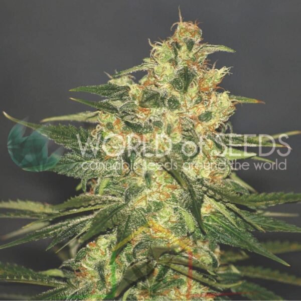 Ketama Regular - World of Seeds