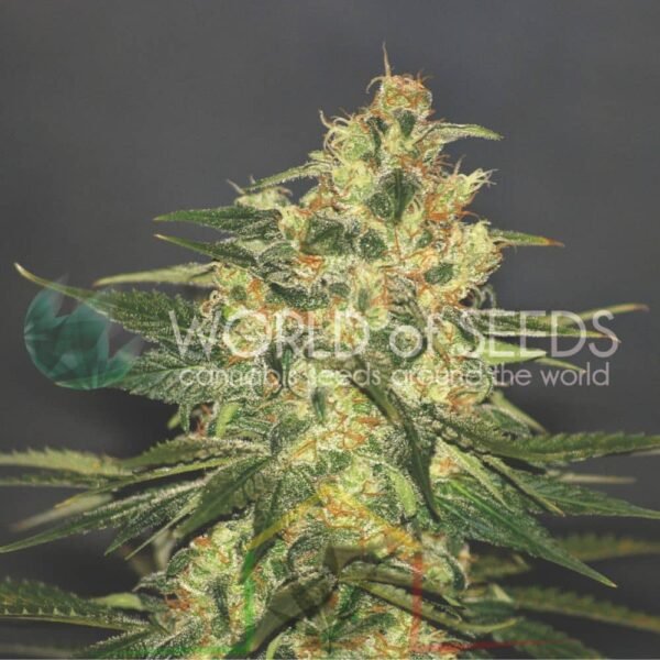 Ketama - World of Seeds